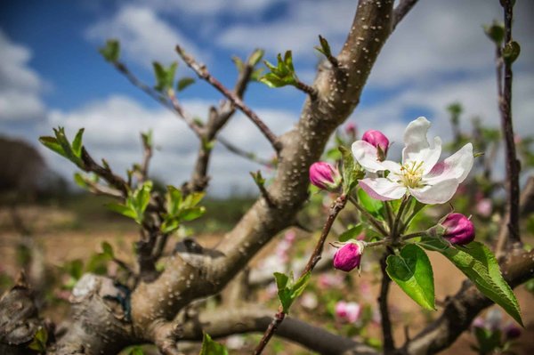 Comment les thérapies par l'expression corporelle peuvent-elles aider les patients atteints de troubles de l'alimentation à mieux gérer leurs émotions?